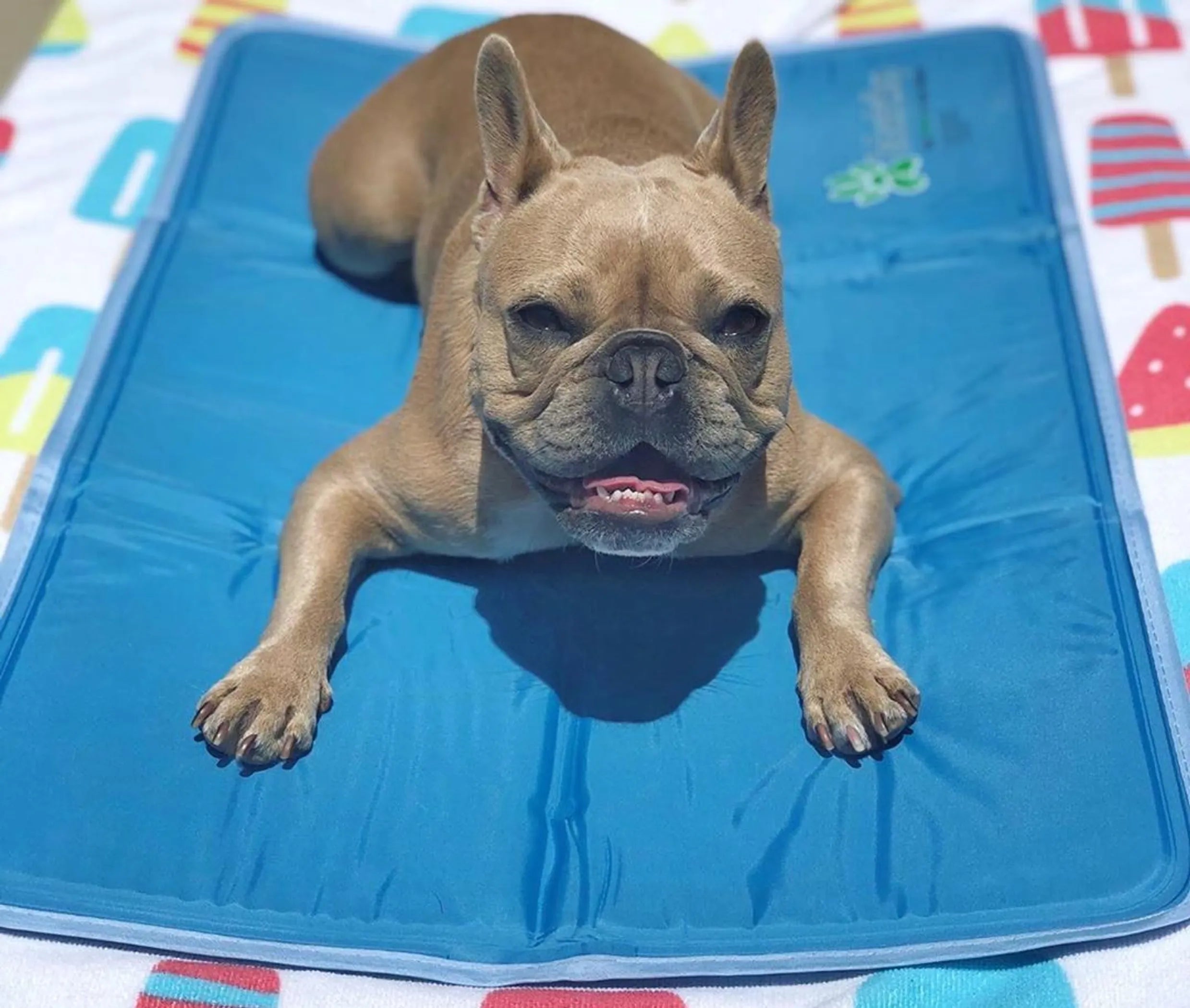 Dog lying on a blue cooling pad with a colorful background