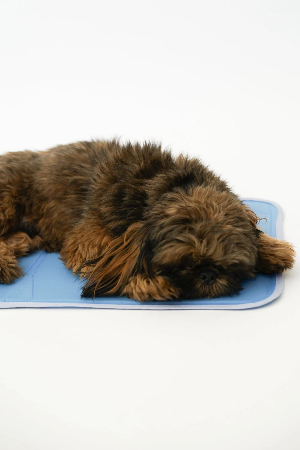 Dog lying on a blue cooling pad with a white background