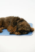 Dog lying on a blue cooling pad with a white background