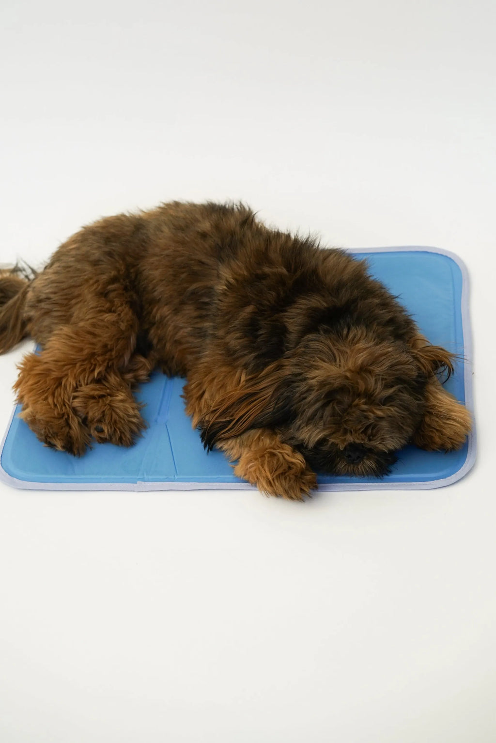 Brown dog lying on a blue cooling pad with a white background