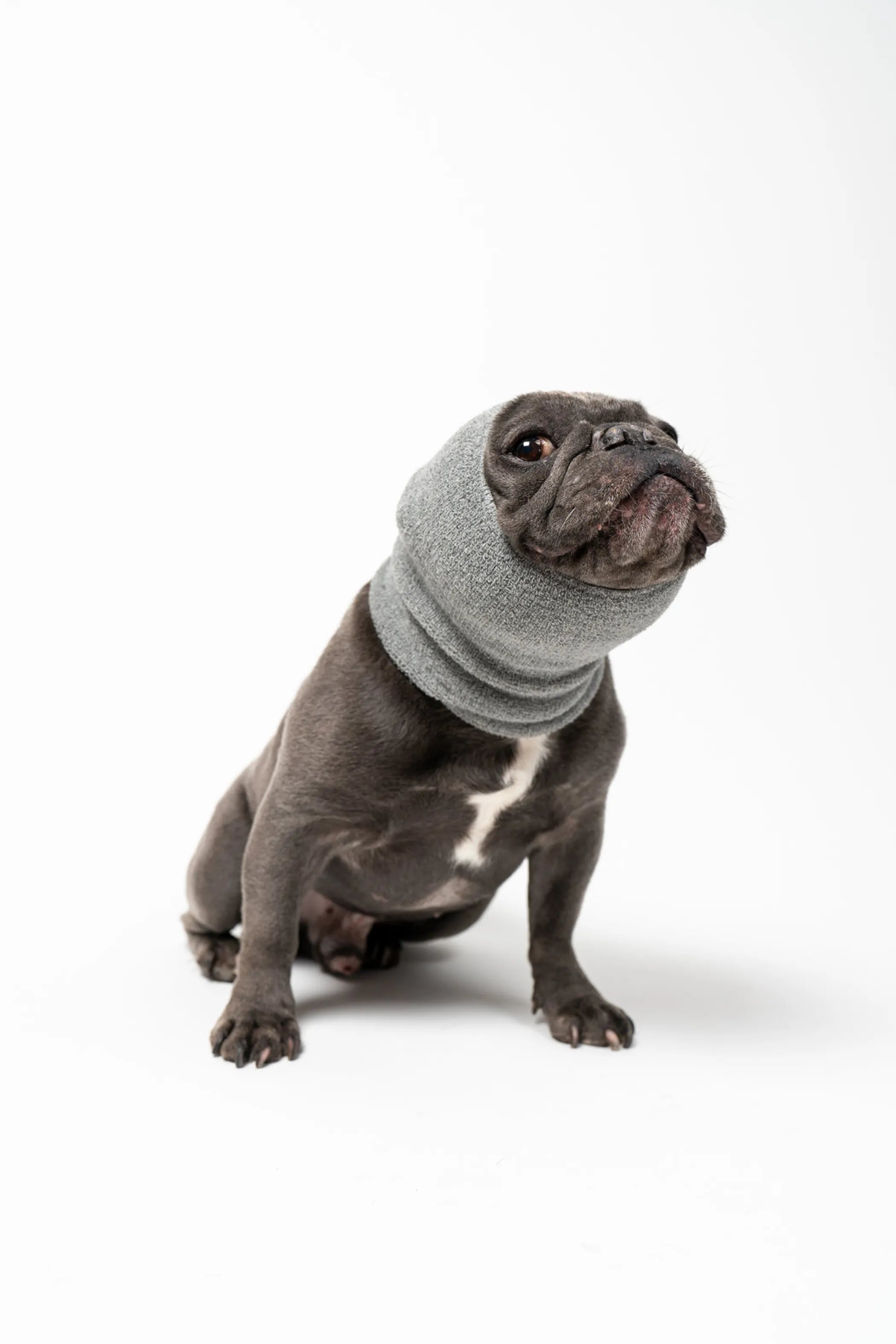 Dog wearing a gray sweater on a white background