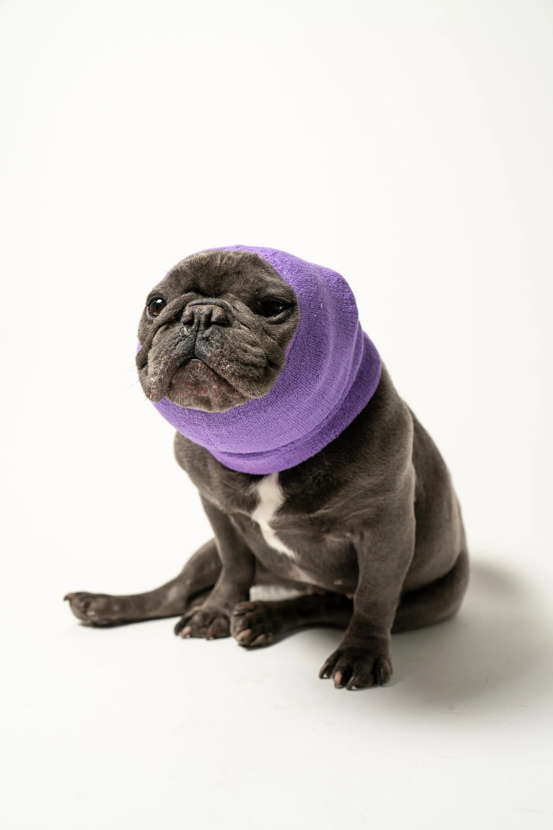 Dog wearing a purple cone collar on a white background