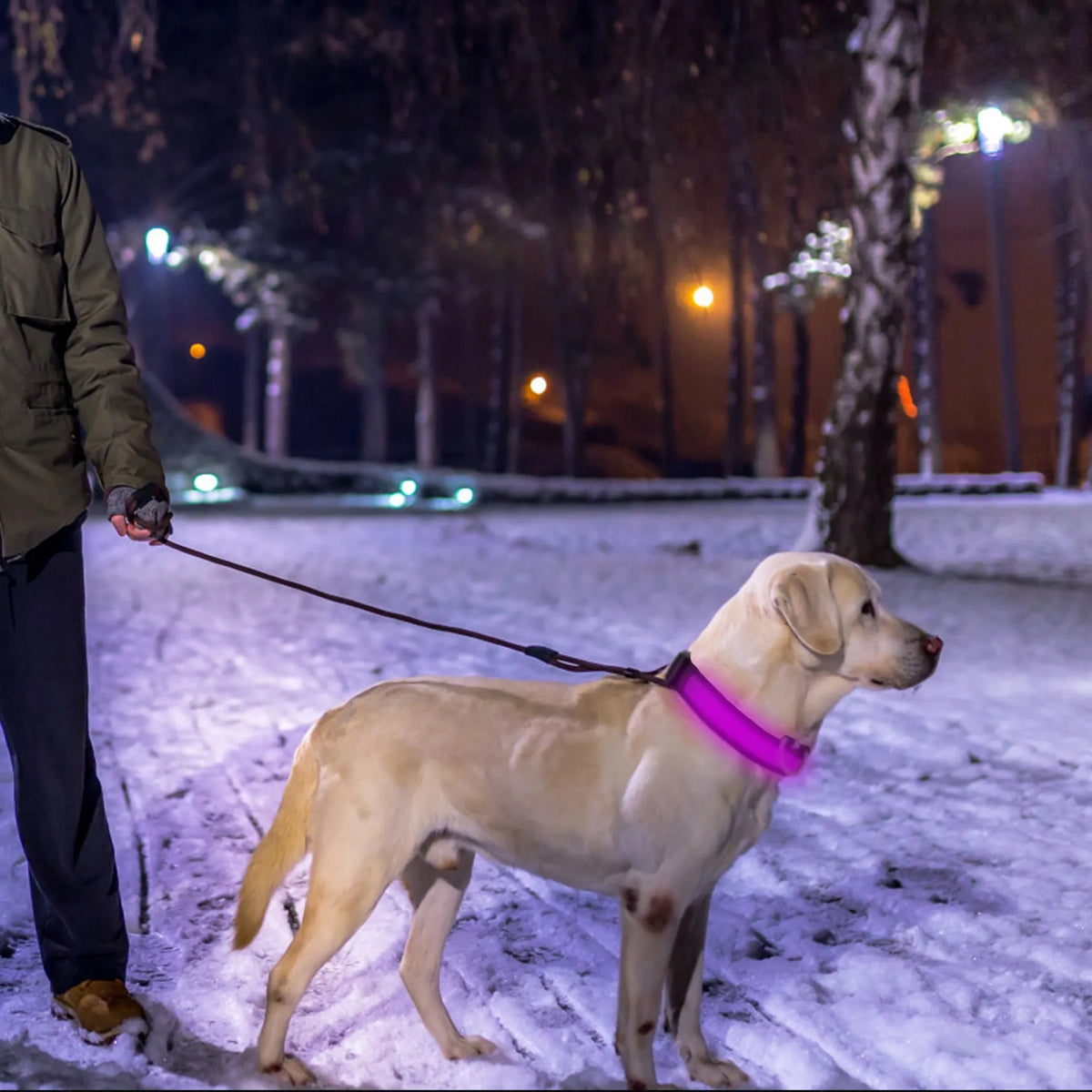 LED Dog Collar