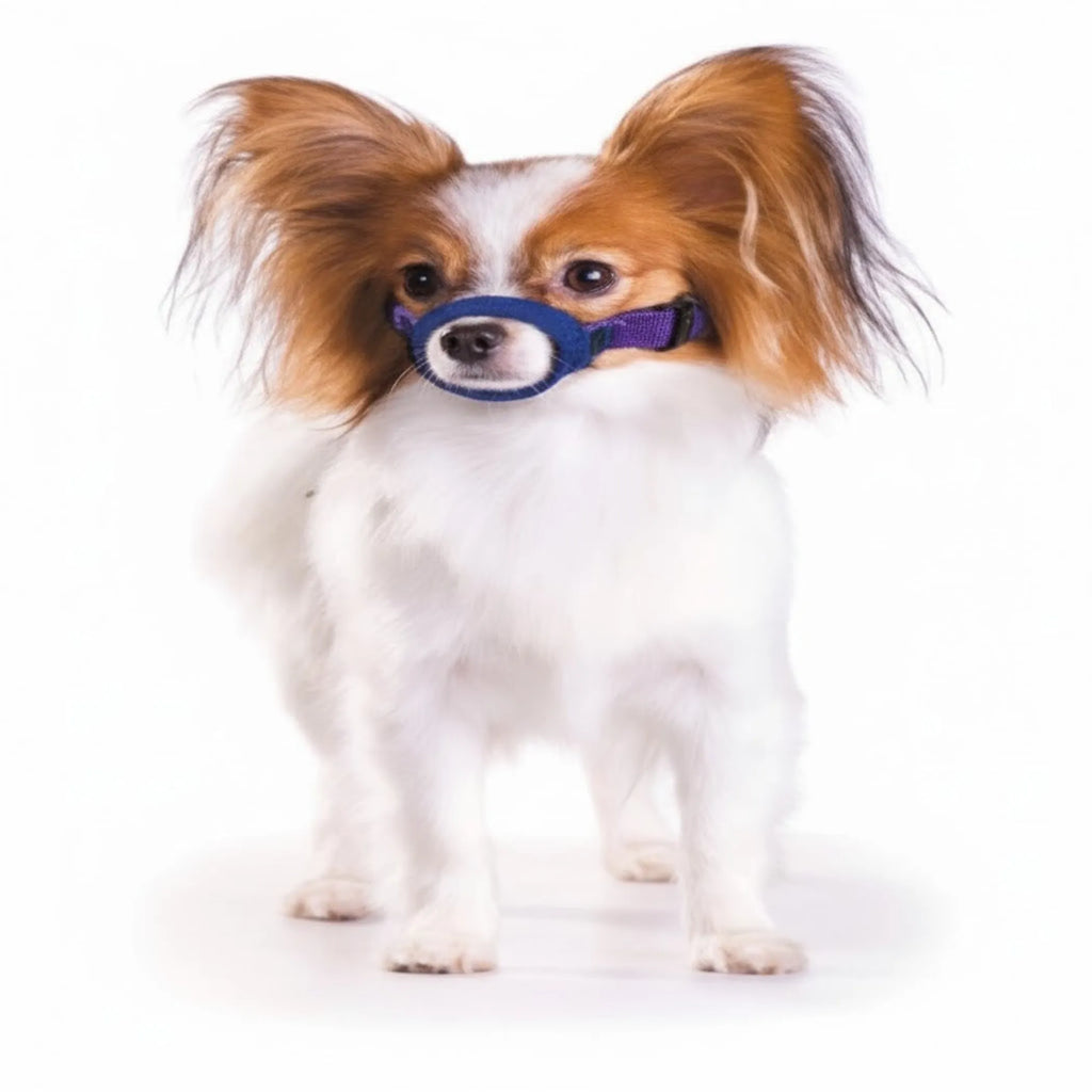 Small dog wearing a blue muzzle on a white background