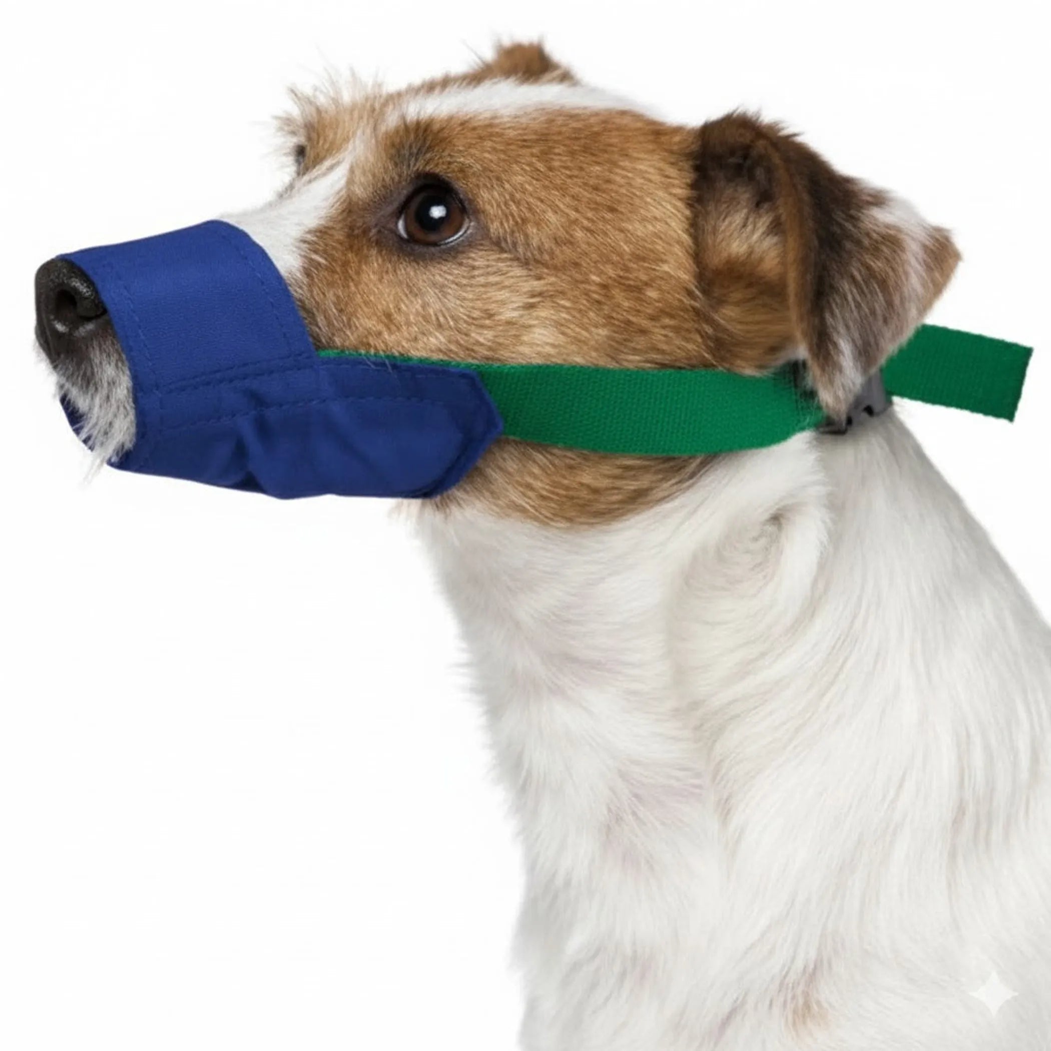 Dog wearing a blue muzzle with a green strap on a white background