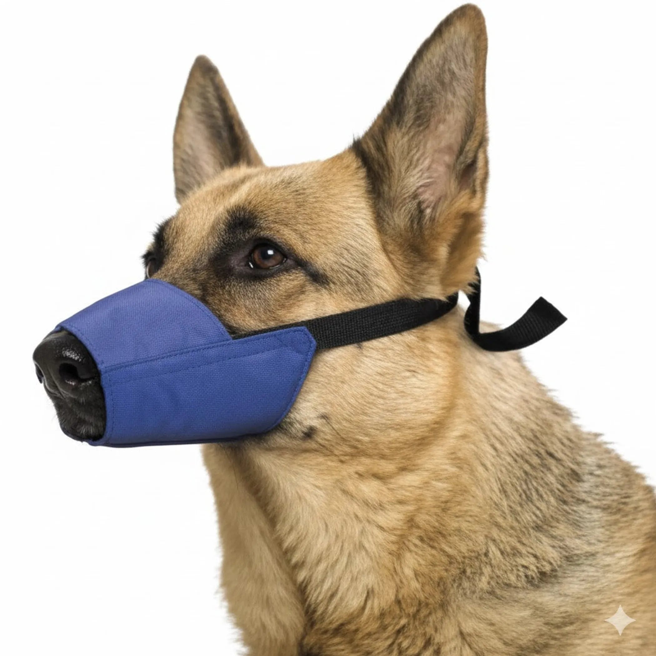 Dog wearing a blue muzzle on a white background