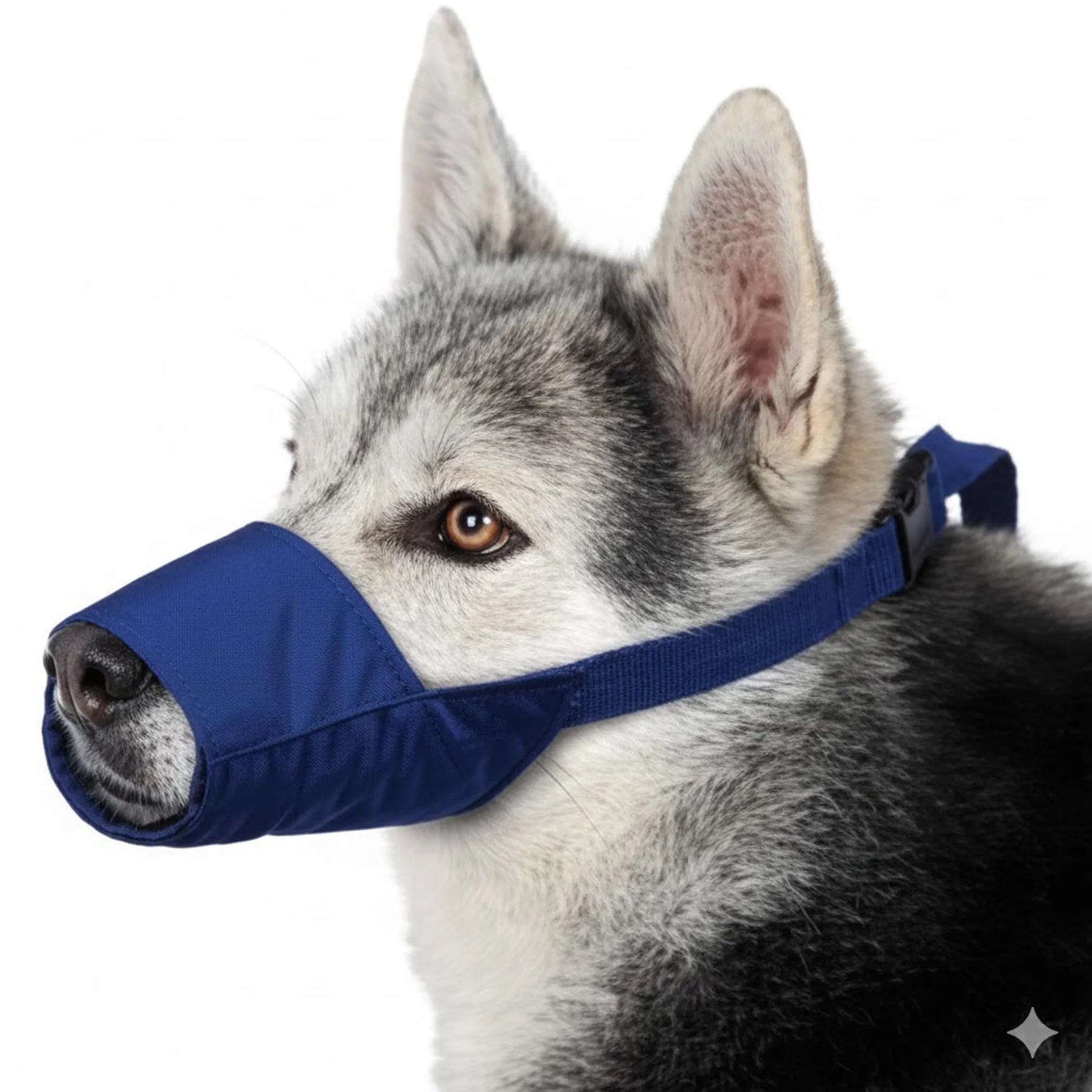 Dog wearing a blue muzzle on a white background