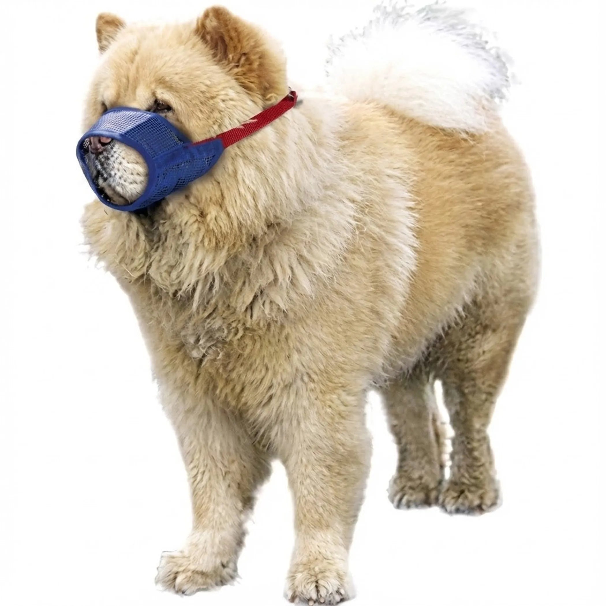 Dog wearing a blue muzzle on a white background