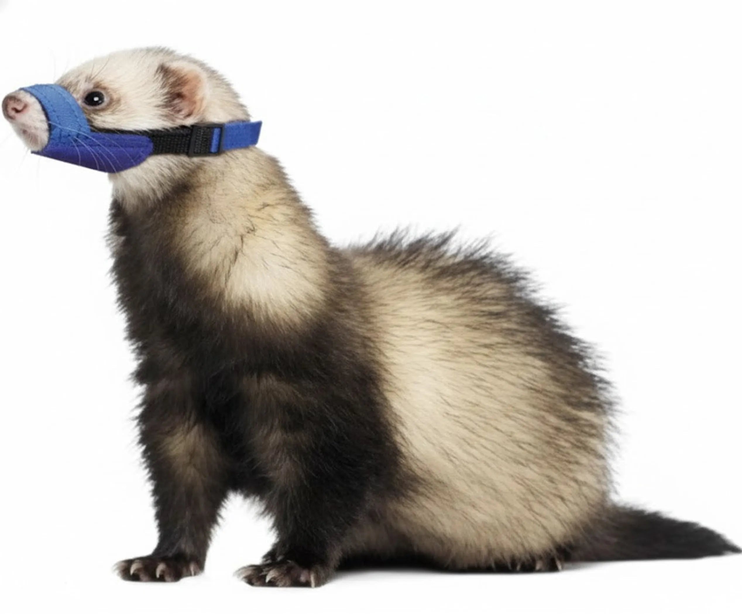 Ferret wearing a blue muzzle on a white background