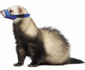 Ferret wearing a blue muzzle on a white background