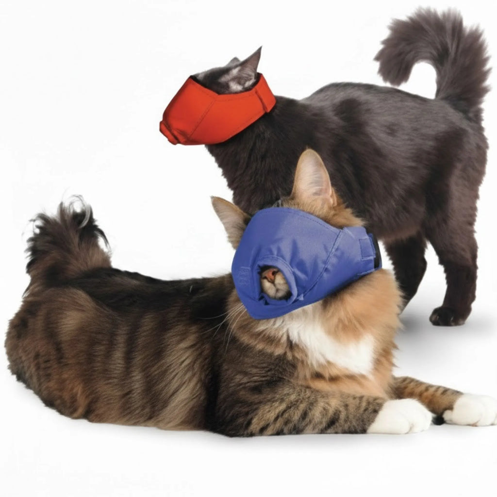 Two cats wearing red and blue muzzles on a white background